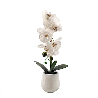 moth orchid phalaenopsis bonsai