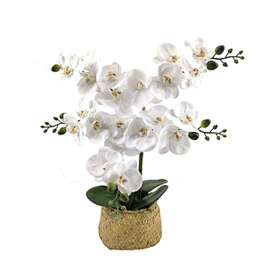 Phalaenopsis