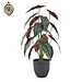 Artificial Alocasia Macrorrhiza Tree/Green Plant for Indoor Outdoor Decoration