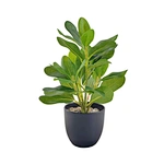 Wholesale Artificial Plants Plant Decorative Succulents Leaf Caqpo Plants for Sale Natural Succulent Woody Wall Art Mini Potted