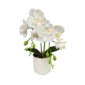 High quality environmental protection phalaenopsis