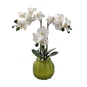 Plant Potted