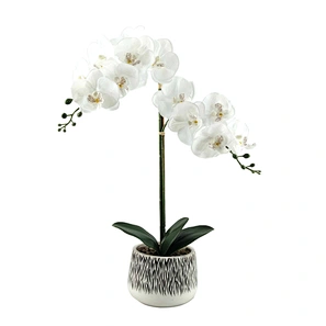 flower plant white butterfly orchid flower in ceramic pot