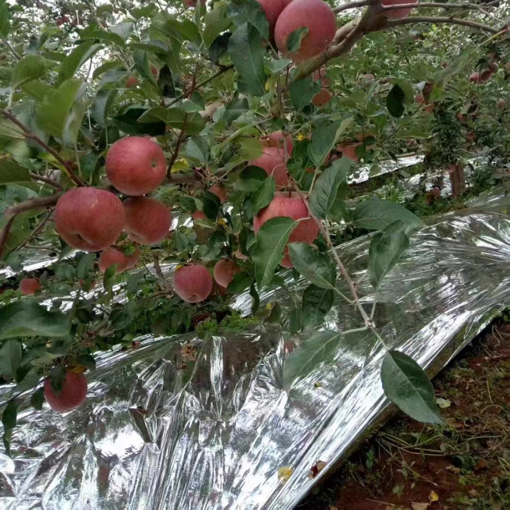 Reflective silver film – Apple Growing Application Scene