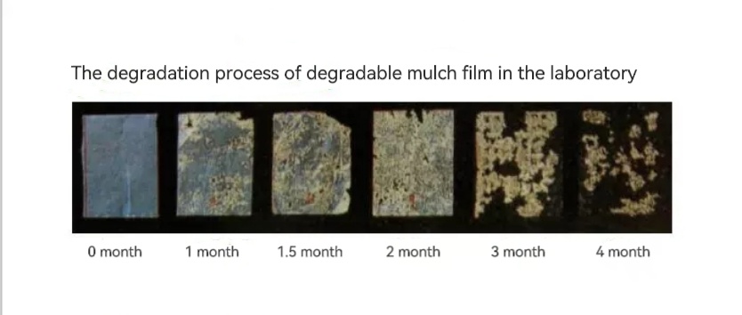 Biodegradable Mulch Film – Degradation Process in Soil