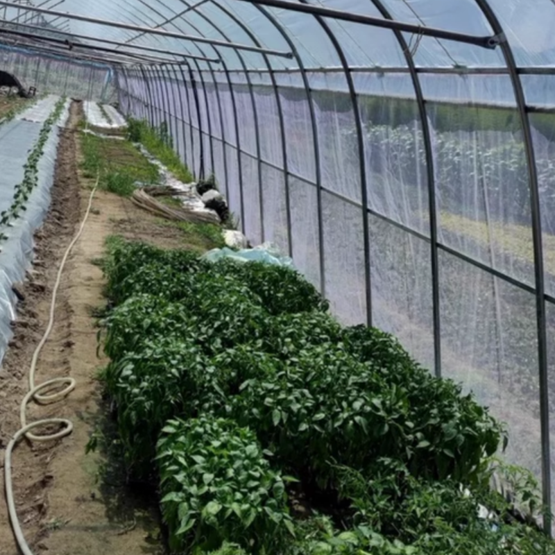 Insect Net