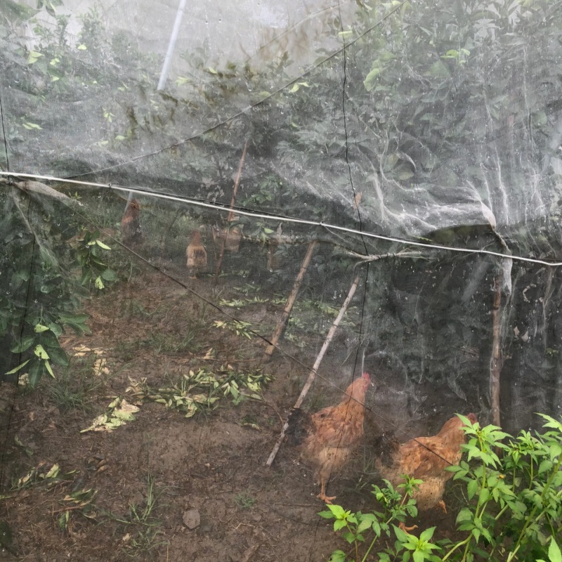 Garden windbreak netting – Used as Climbing Support in Garden