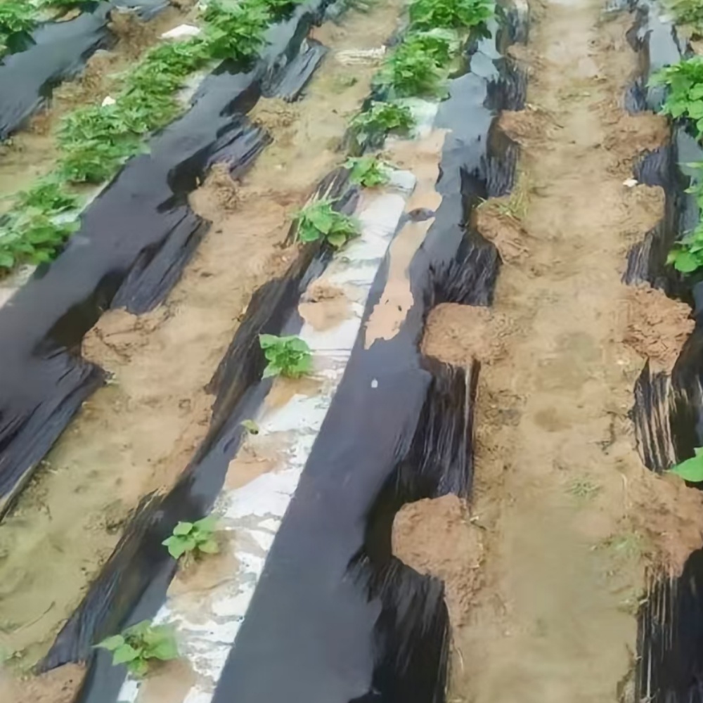 Mulching sheet for agriculture – Field Application Scenario of Striped Mulch Film