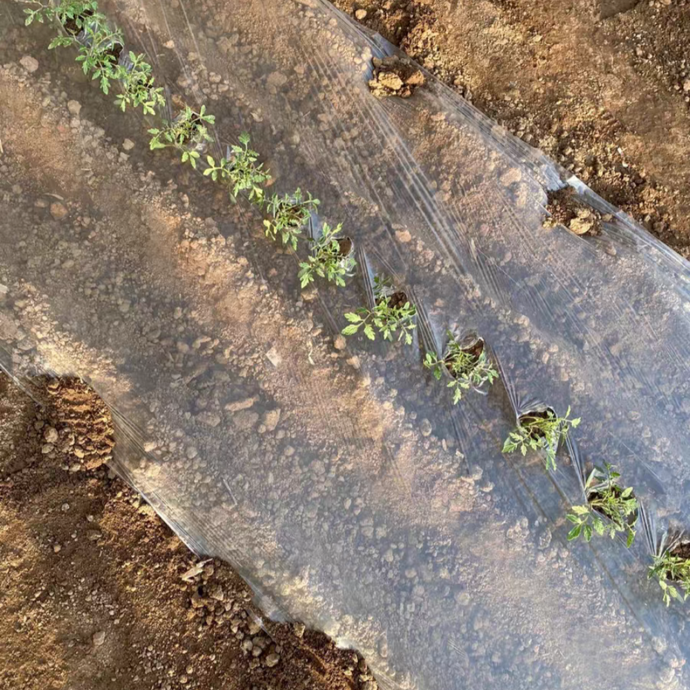 Plastic mulch rolls – Lightweight Transparent Film