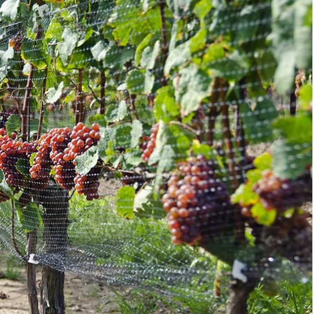 PP Anti Bird Net – Used in Vineyards