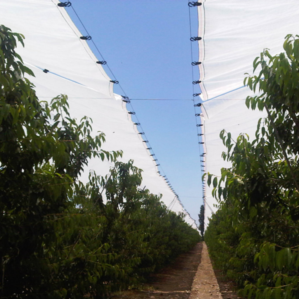Clear Vinyl Tarp with Grommets – Plastic Buckle Rain Shelter Used in Orchard Scene