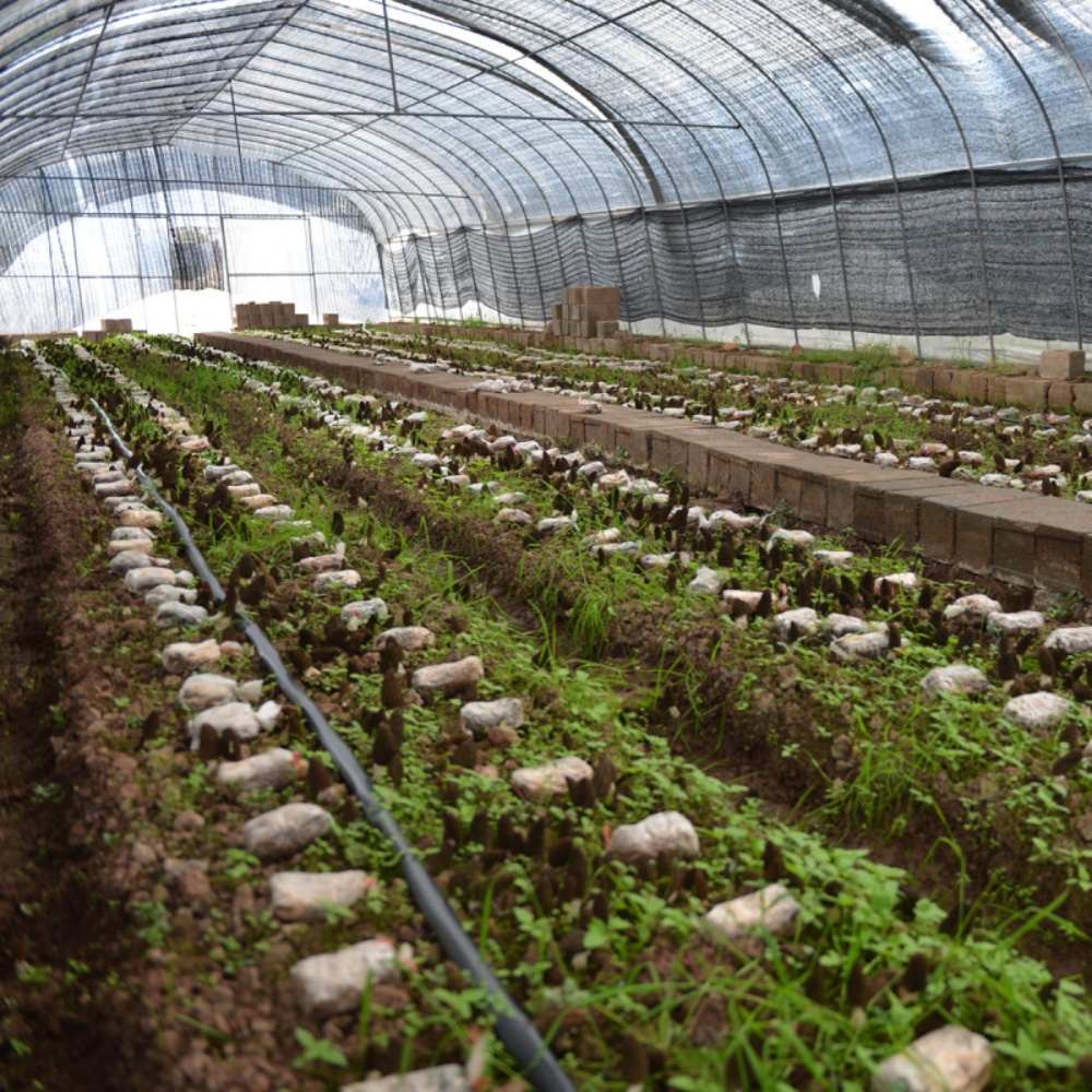 Flat Drip Tape – Mushroom Cultivation Irrigation