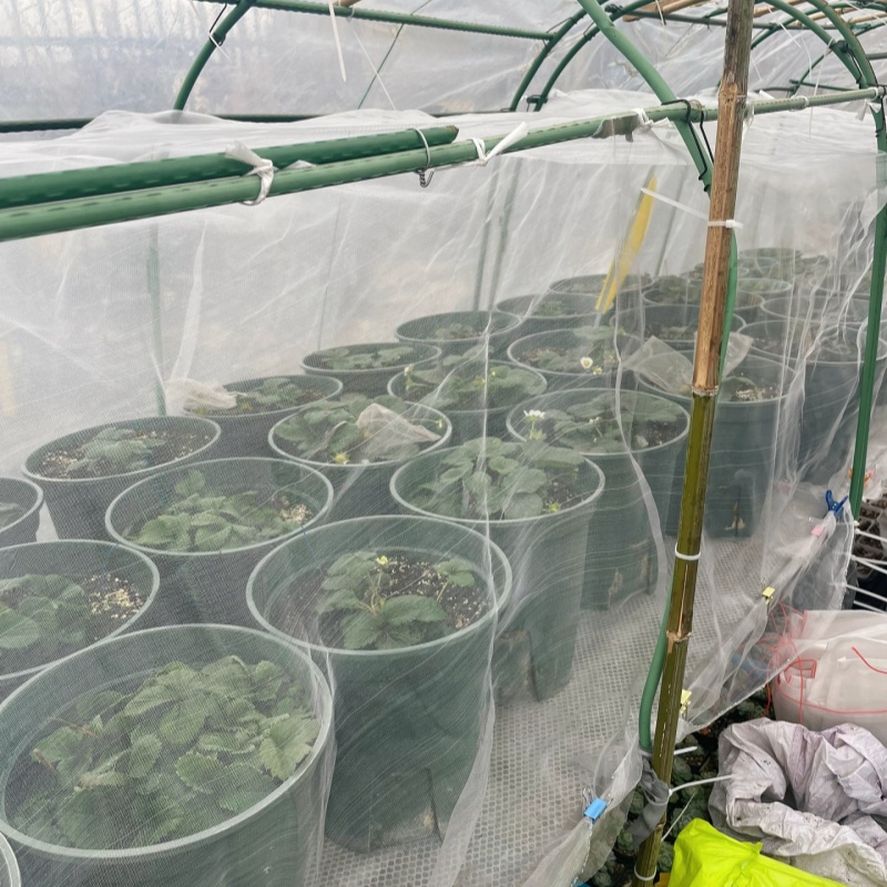 Garden windbreak netting – Protective Cover for Seedling Beds