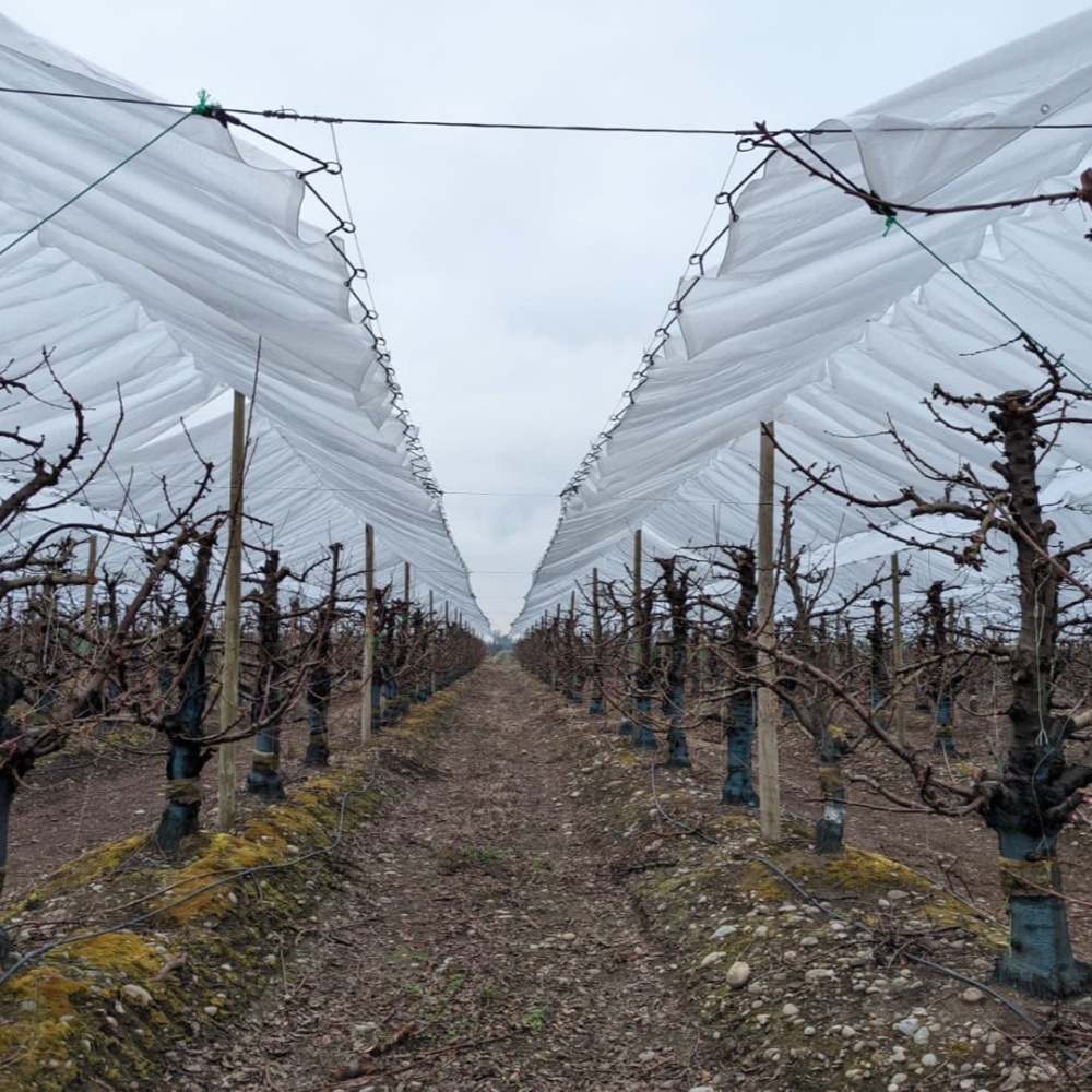 Clear Tarpaulin with Eyelets – Steel Buckle Rain Shelter Applied in Orchard Scene