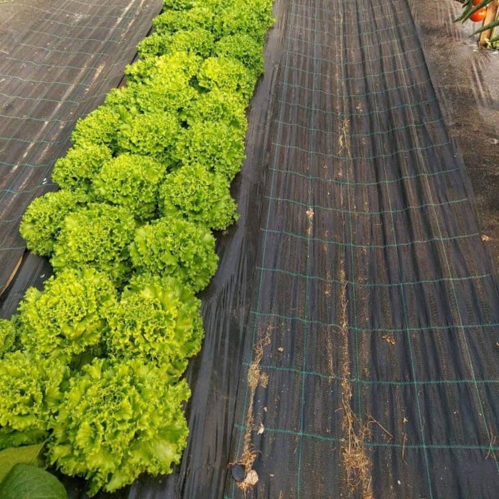 Woven Weed Mat – Used for Weed Control in Vegetable Cultivation