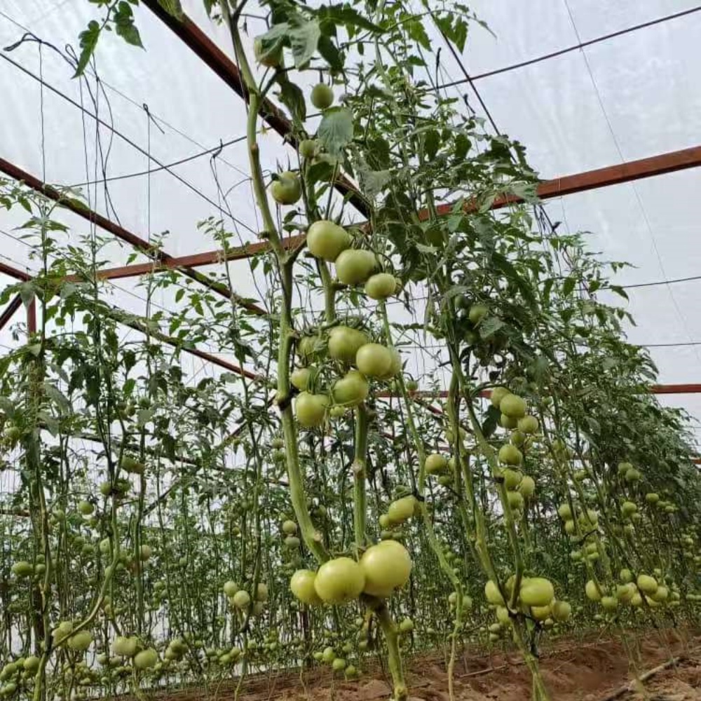 greenhouse film
