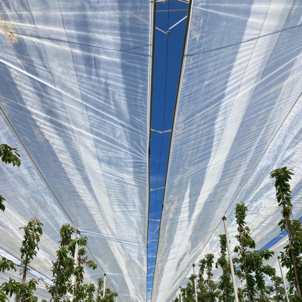 Clear Tarp – Finished Rain Shelter Installed in Cherry Orchard