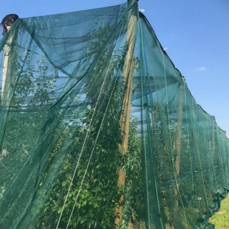 Anti Insect Mesh – Green Insect Net Used for Orchard Fence Covering