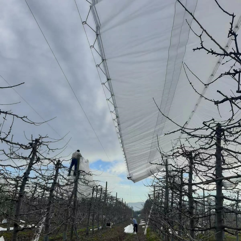 Clear Tarpaulin with Eyelets – Orchard Scene Showing Steel Buckle Rain Shelter