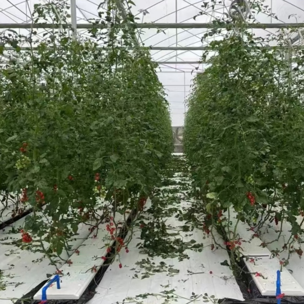 Woven Weed Mat – Used for Weed Control in Greenhouse Tomato Cultivation