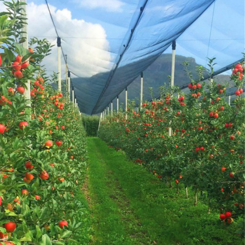 Diamond Anti-Hail Net – Orchard Protection Against Hail and Birds