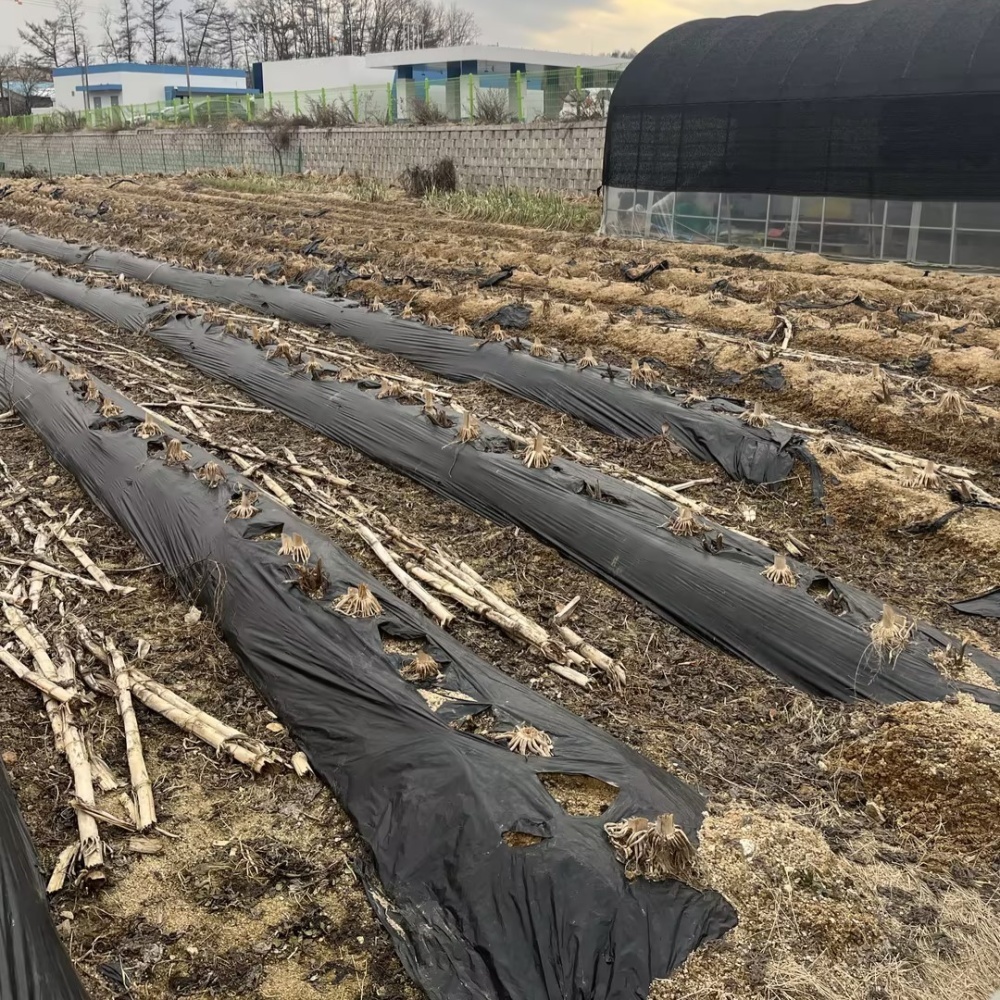 Biodegradable Mulch Film – Field Application in Crop Cultivation