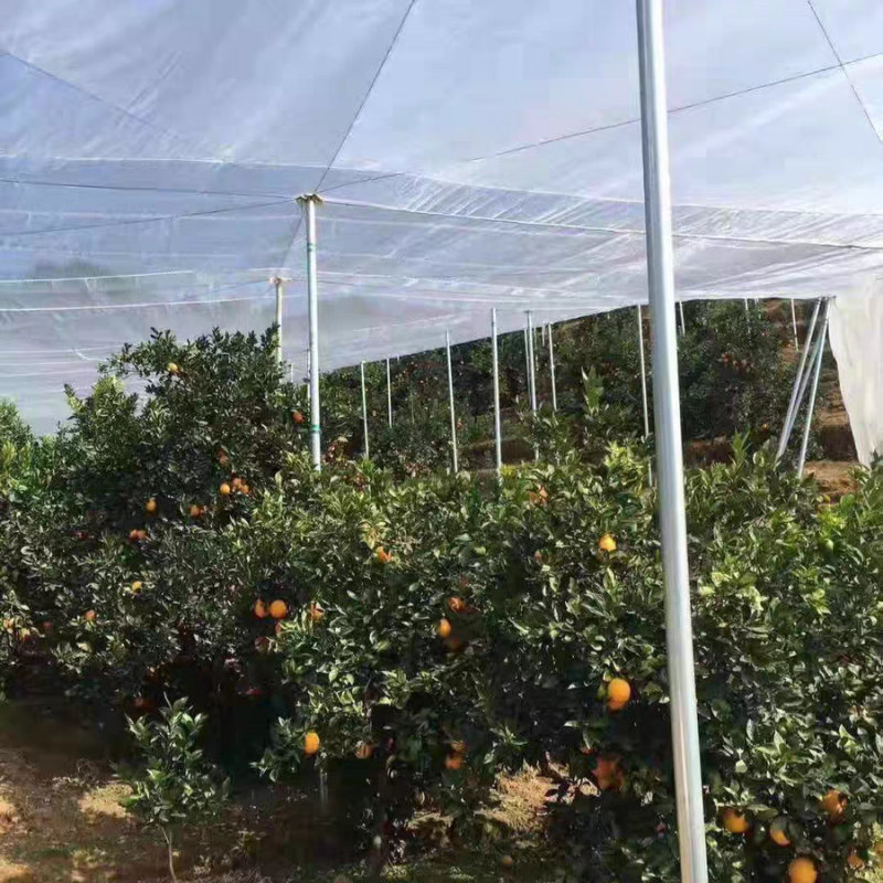 Anti Insect Mesh – White Insect Net Covering Orchard for Full Protection
