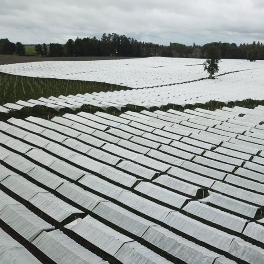 Black & White Poly Film – Orchard Scene Showing Cherry Rain Shelter Application