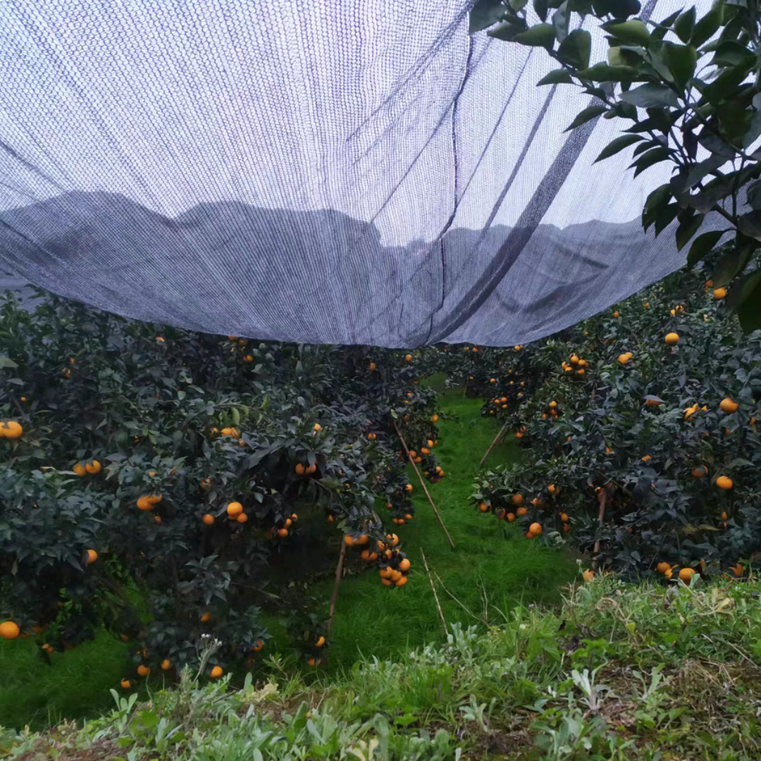 Shade Net — Used for orchard sun protection