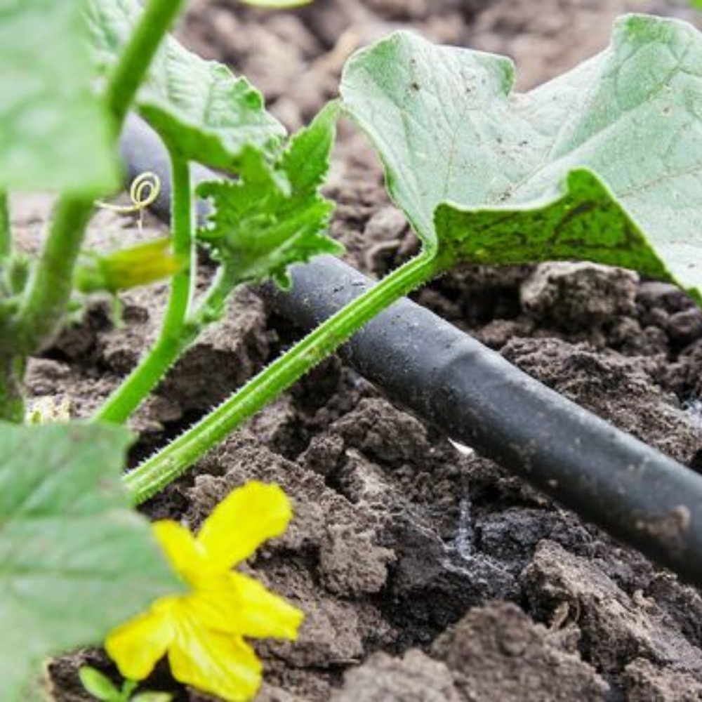 Irrigation tubing – Vegetable Production Irrigation