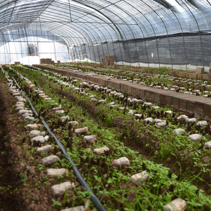 Shade cloth for vegetable garden – Greenhouse Crop Covering