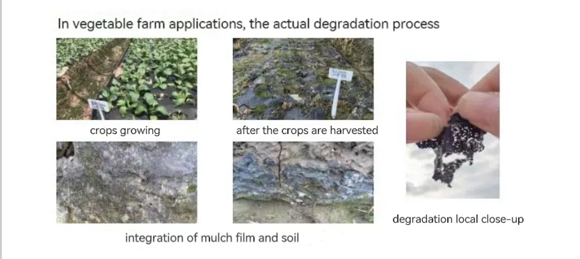 Biodegradable Mulch Film – Degradation Process in Soil