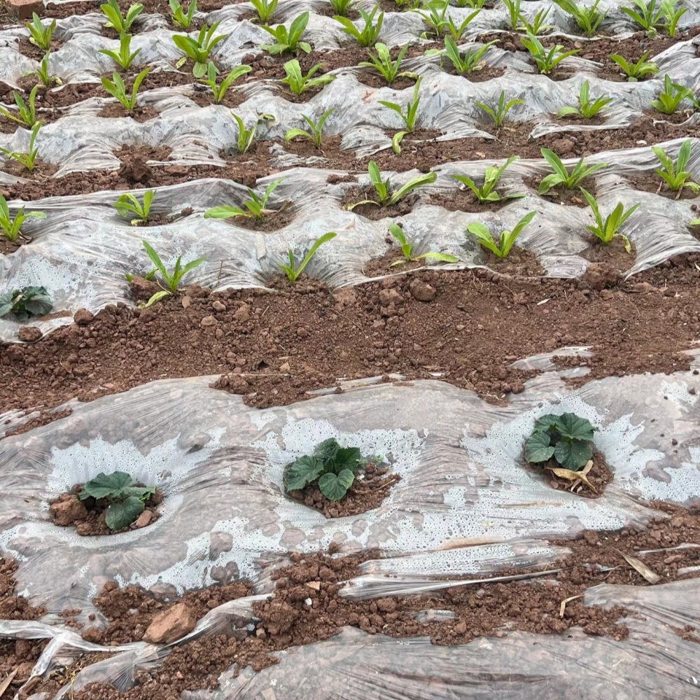 Plastic mulch rolls – Maintains Soil Warmth and Moisture