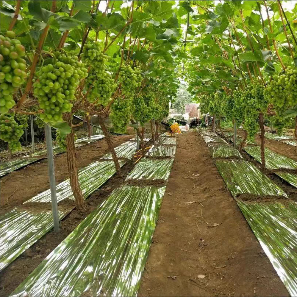 Reflective Ground Cover