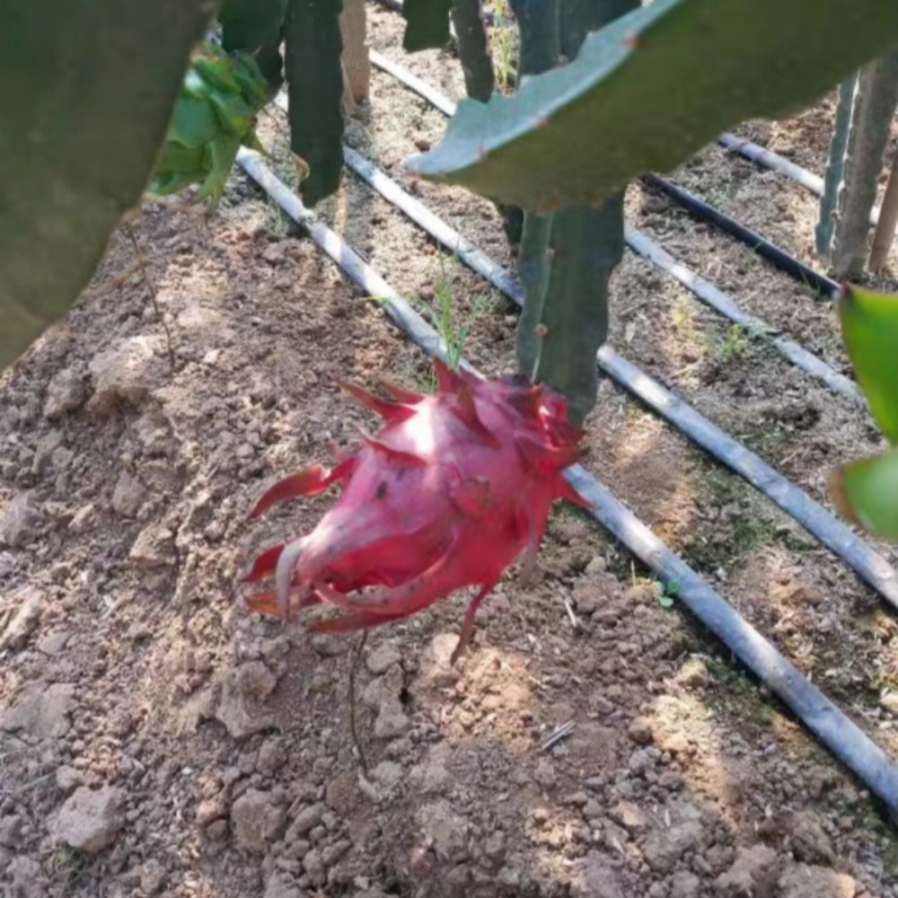 Flat Drip Tape – Orchard Irrigation Use