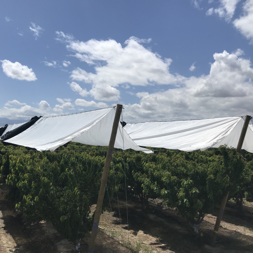 Clear Vinyl Tarp with Grommets – Plastic Buckle Rain Shelter Applied in Orchard Environment