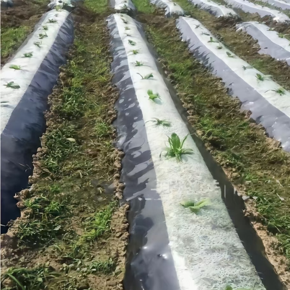 Mulching sheet for agriculture – Field Application Scenario of Striped Mulch Film