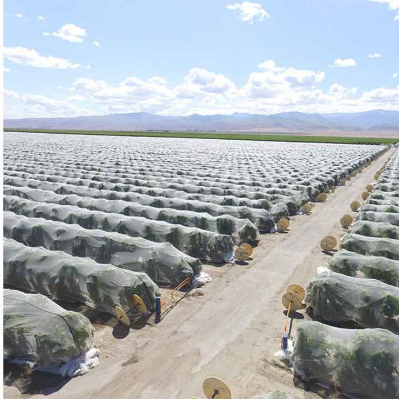 Anti Insect Mesh – White Insect Net Fully Covering Trees for Insect Protection