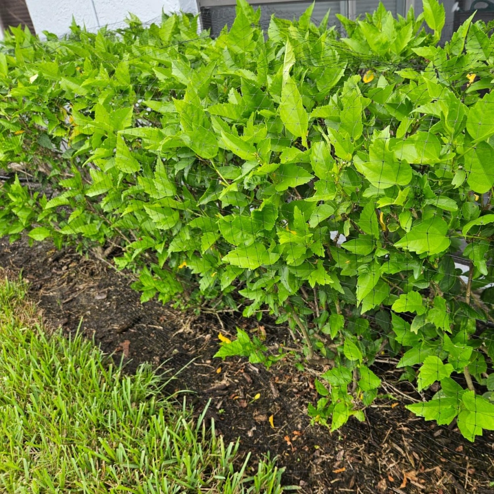 PP Anti Bird Net – Use in Vegetable Fields and Gardens