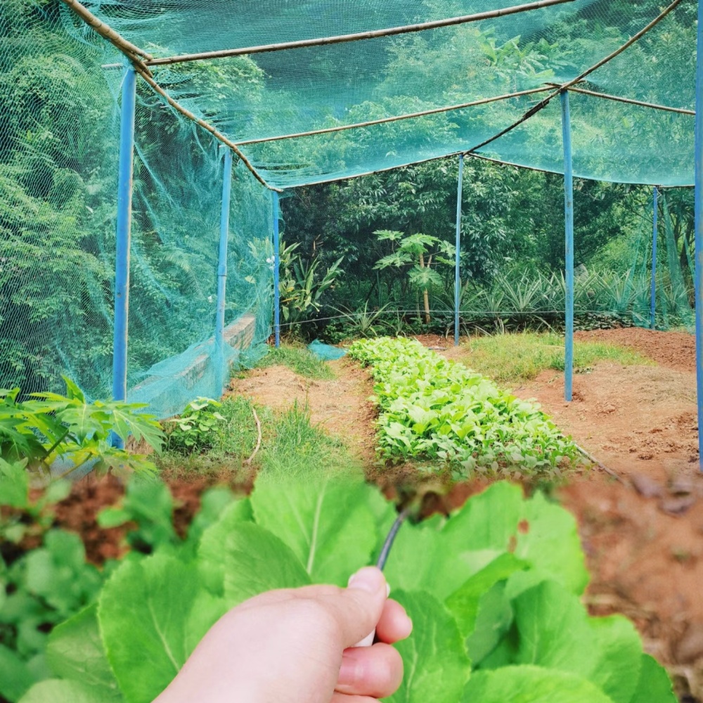 PE Anti Bird Net – Vegetable Garden Fencing