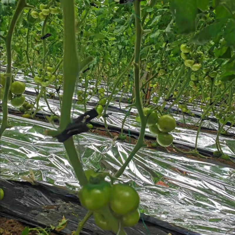 Reflective silver film – Tomato Growing Application