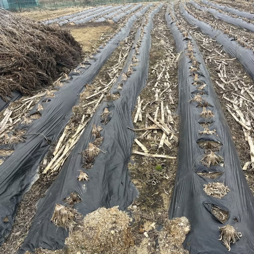 Biodegradable Mulch Film – Field Application in Crop Cultivation