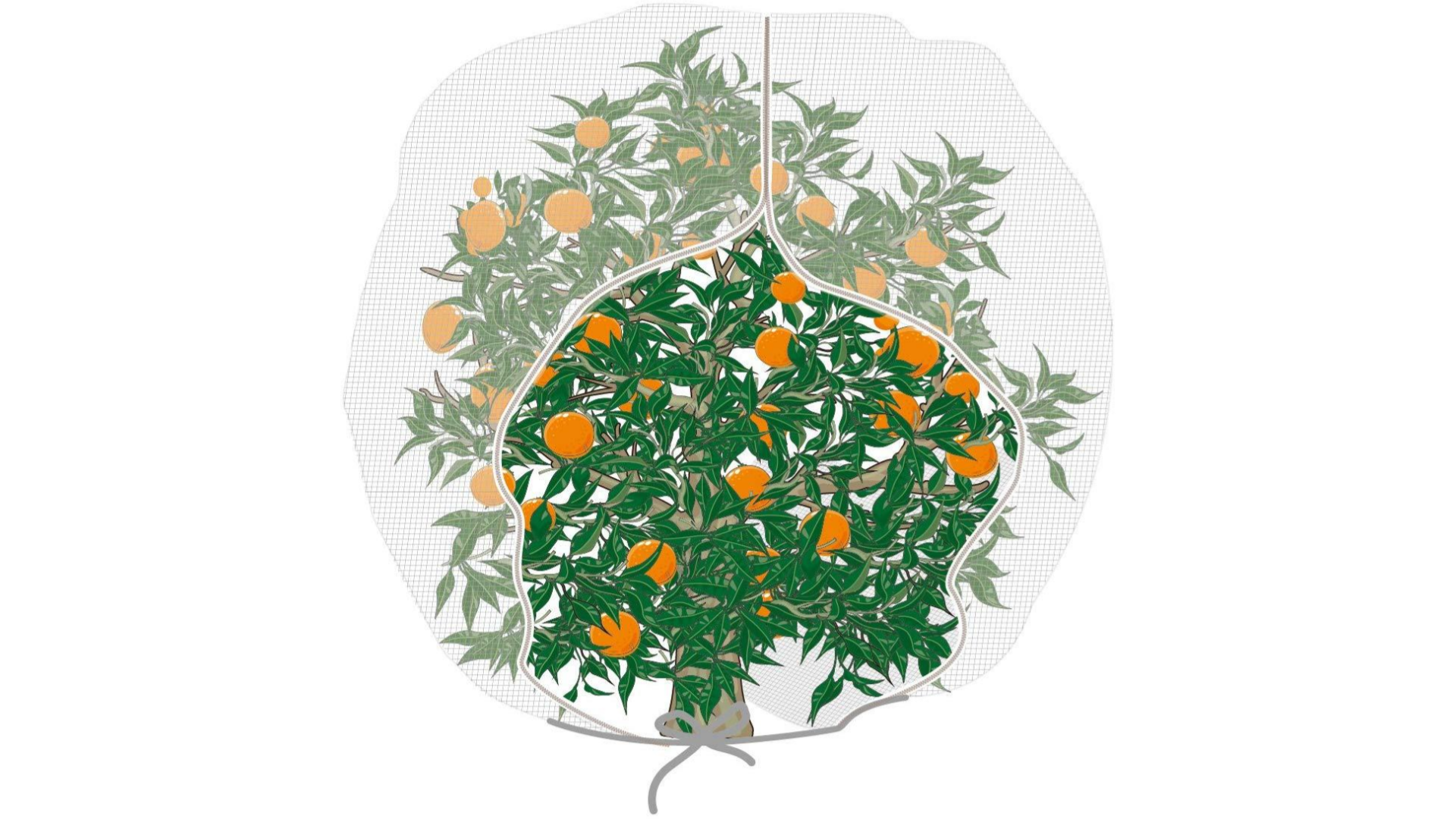 Anti Insect Net – Tree Cover Using Insect Protection Net
