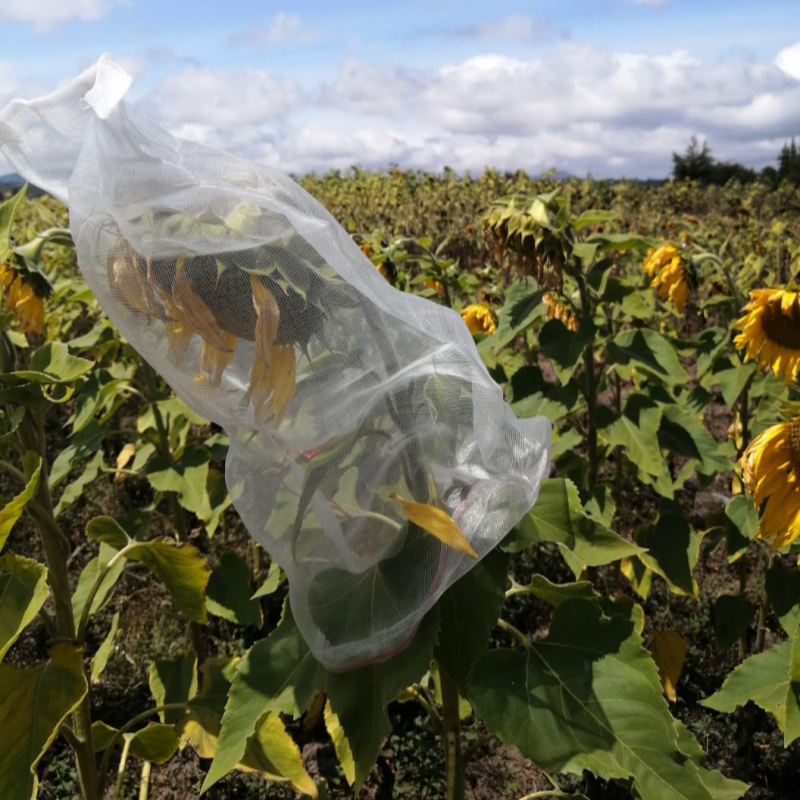Anti Insect Mesh – Special Net Bags for Protecting Fruits, Vegetables, and Flowers