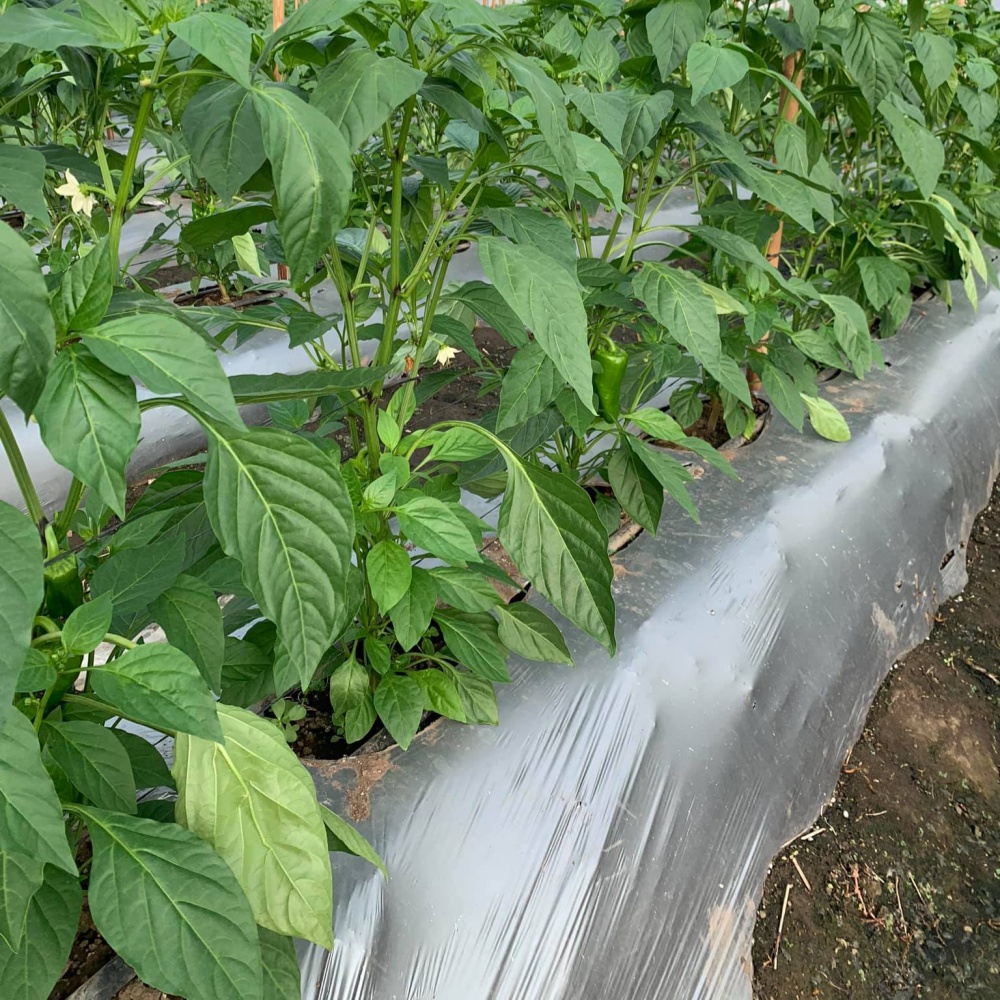 Tomato mulching sheet – Mulch Film in Use on Fields