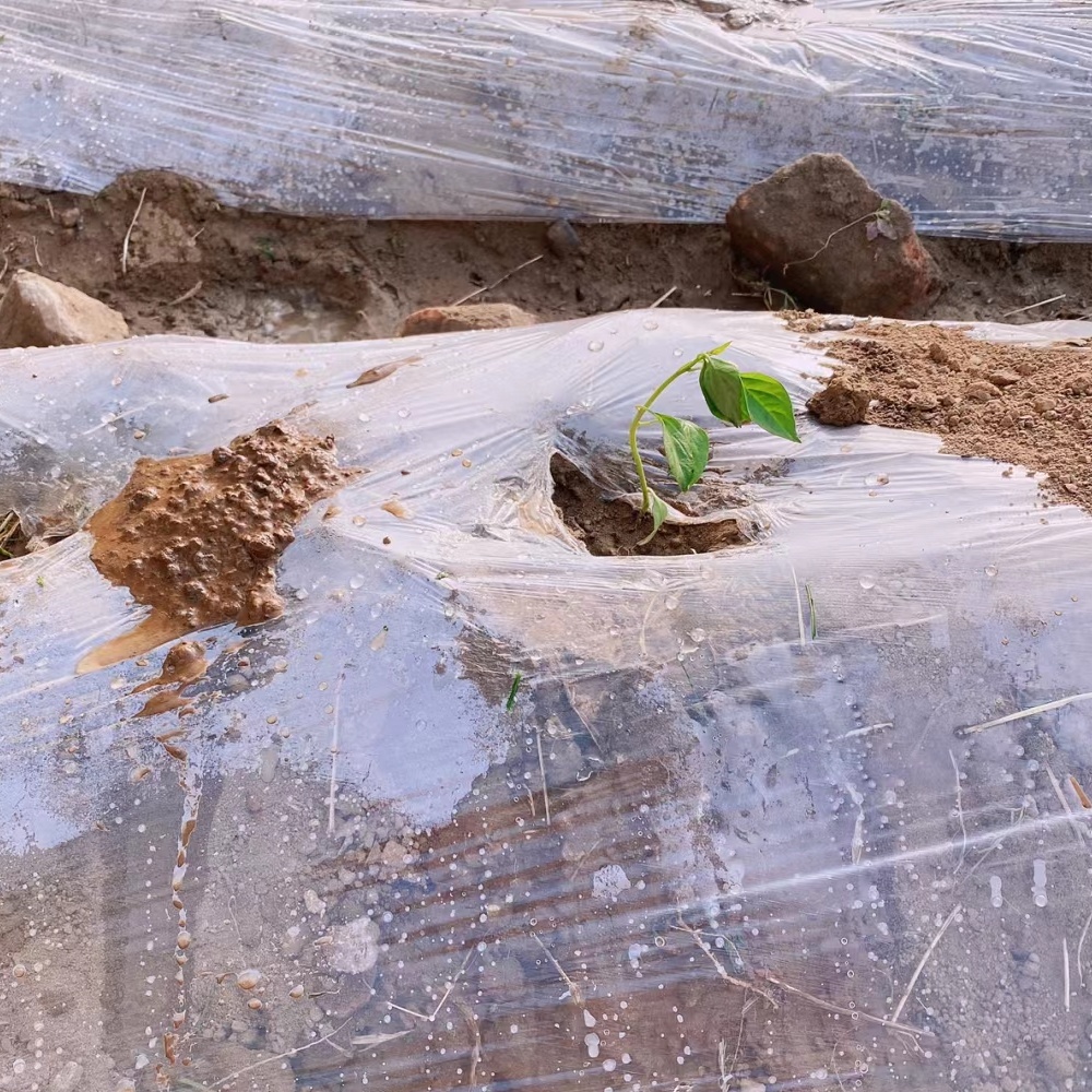 Plastic mulch rolls – Clean Soil and Field Coverage