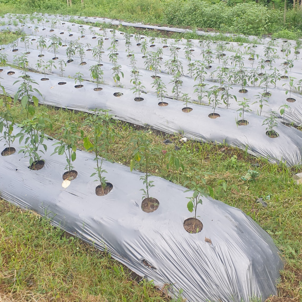 Tomato mulching sheet – Mulch Film in Use on Fields