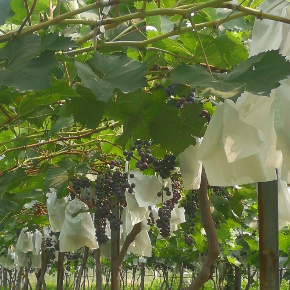 Plant covers for winter – Finished Fruit Protection Bags Made to Order