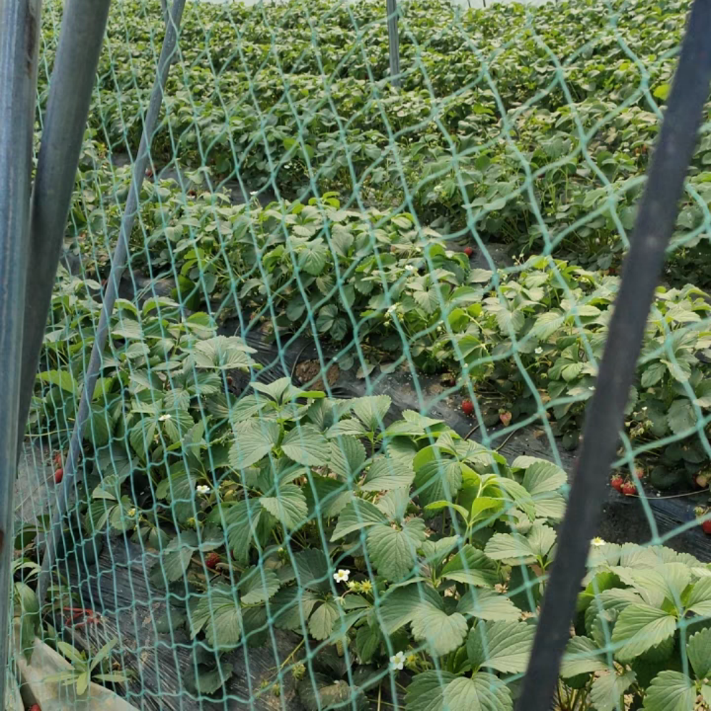 Nylon Bird Net – Strawberry Growing Application