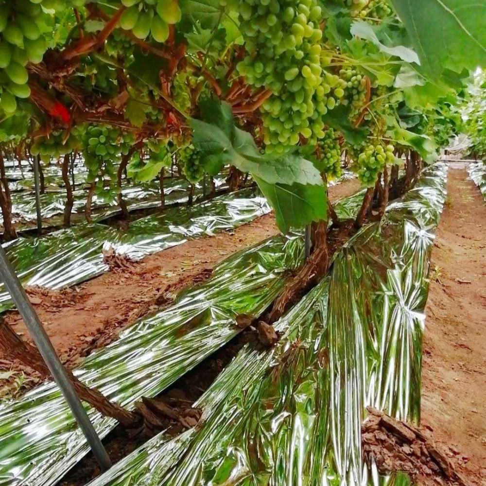 Reflective silver film – Grape Orchard Application Scene